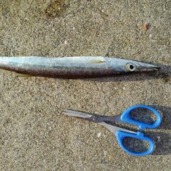 プチ遠征の釣果!