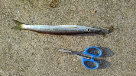 プチ遠征の釣果!