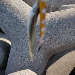 キジハタとカマス