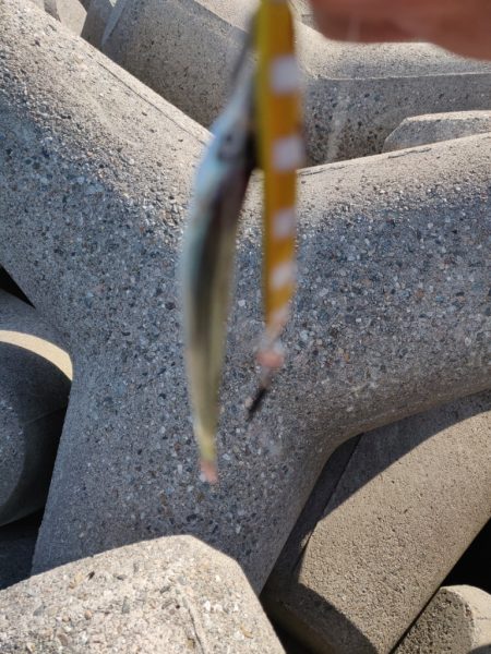 キジハタとカマス