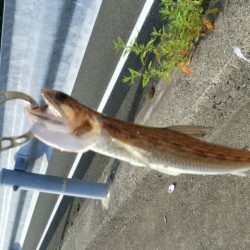 猛暑のロックフィッシュ