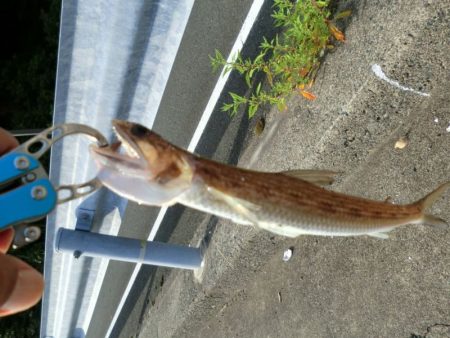 猛暑のロックフィッシュ