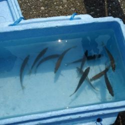 お盆休み最後の釣行