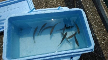 お盆休み最後の釣行