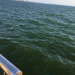 サッパは美味しいよね!