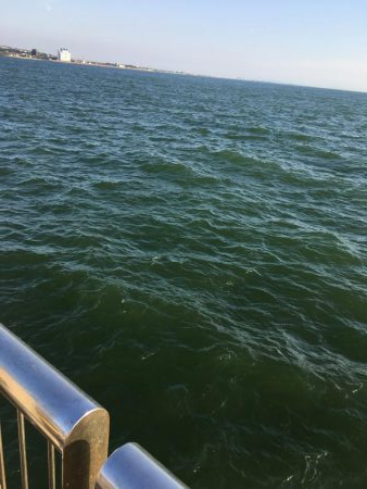 サッパは美味しいよね!