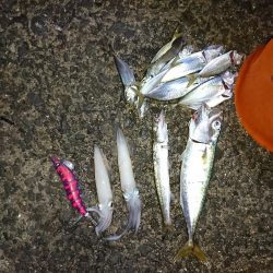 雨上がりの挑戦