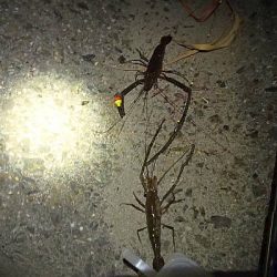 手長エビ シーズンピーク