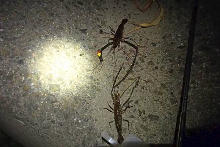 手長エビ シーズンピーク