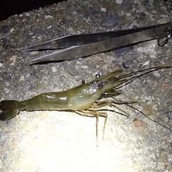 手長エビ 釣り荒れたか？