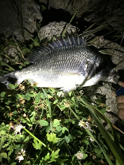 きたこれぇえぇ‼࿠…