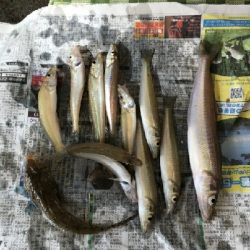 キャンプで投げ釣り