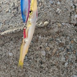 いろいろ釣れました