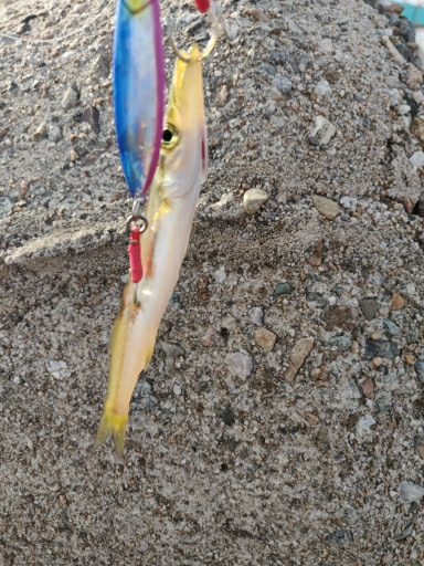 いろいろ釣れました