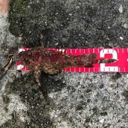 夜釣りの五目釣り