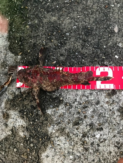 夜釣りの五目釣り