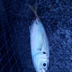 青物をもとめて