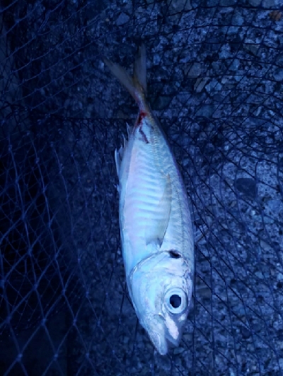 青物をもとめて