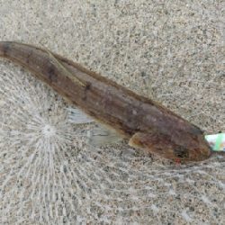 渋いが珍しくタチウオが