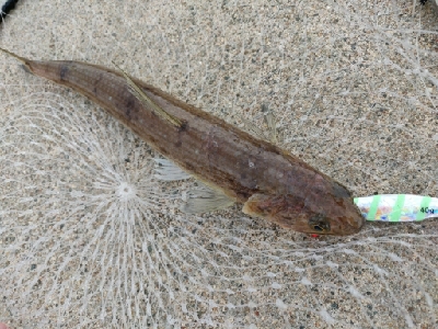 渋いが珍しくタチウオが