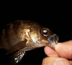 急きょ、洲本でライトフィッシング