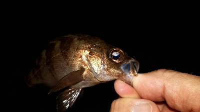 急きょ、洲本でライトフィッシング