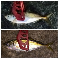 アジンガー1905〜1935 2110〜2140