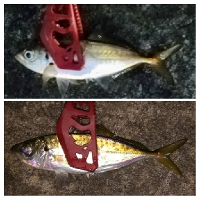 アジンガー1905〜1935 2110〜2140