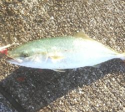 ショアジギ好調。ギリギリメジロに届かず！