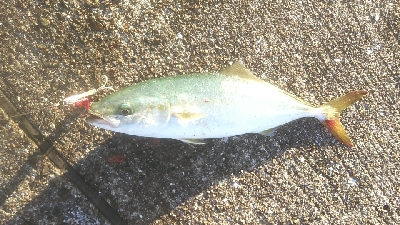 ショアジギ好調。ギリギリメジロに届かず！