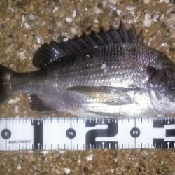 サーフのナイトチニング、堅調です