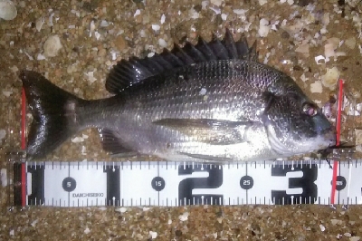 サーフのナイトチニング、堅調です