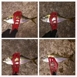 アジンガー1900〜2025