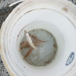 キスがたくさん