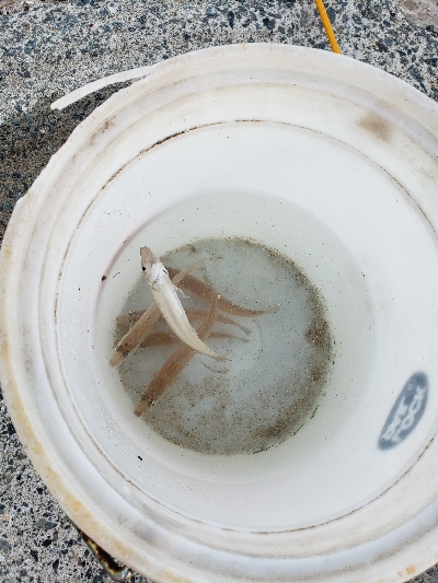 キスがたくさん