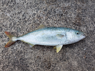 台風前の釣果!!