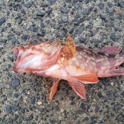 サイズはともかく目標達成！