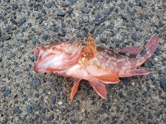 サイズはともかく目標達成！