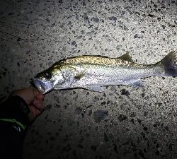 満月の下、夕涼みがてら釣行