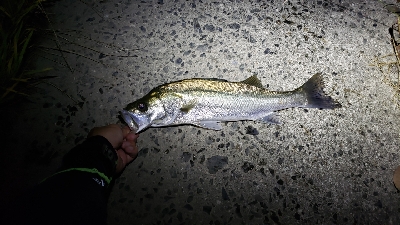 満月の下、夕涼みがてら釣行