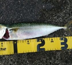 台風通過後の荒喰い