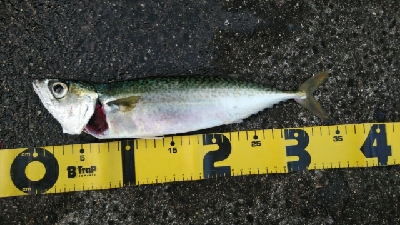 台風通過後の荒喰い
