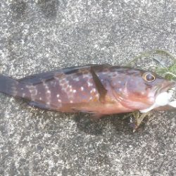 アコウ狙い　尺サイズゲット