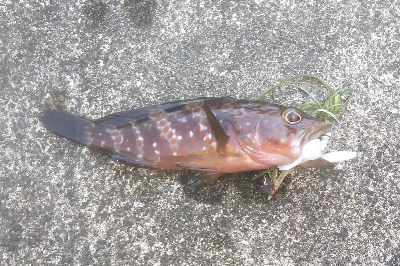 アコウ狙い　尺サイズゲット