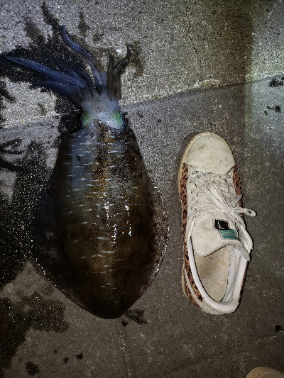 台風後攻めてきました‼&#x…