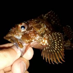 ケンサキイカ釣れた~!