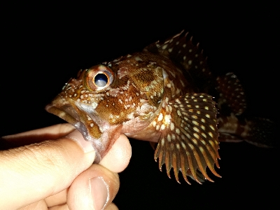 ケンサキイカ釣れた~!