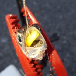 おかっぱりからのディアジング