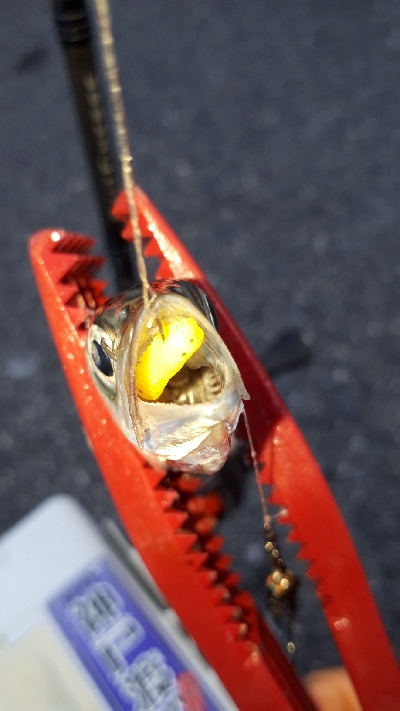 おかっぱりからのディアジング