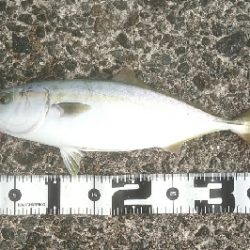 台風後のリセット 青物好調でした